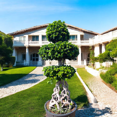 Ficus Bonsai Net Shaped - 2-2.5m